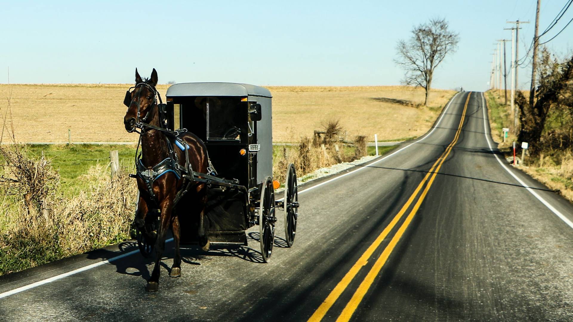 Amish buggy going down a Lancaster County, PA road