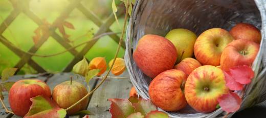 A Guide to Apple Picking & Apples in Lancaster County