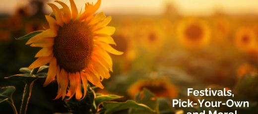 Sunflower Season in Lancaster County: Festivals, Flower Fields & Fall Fun