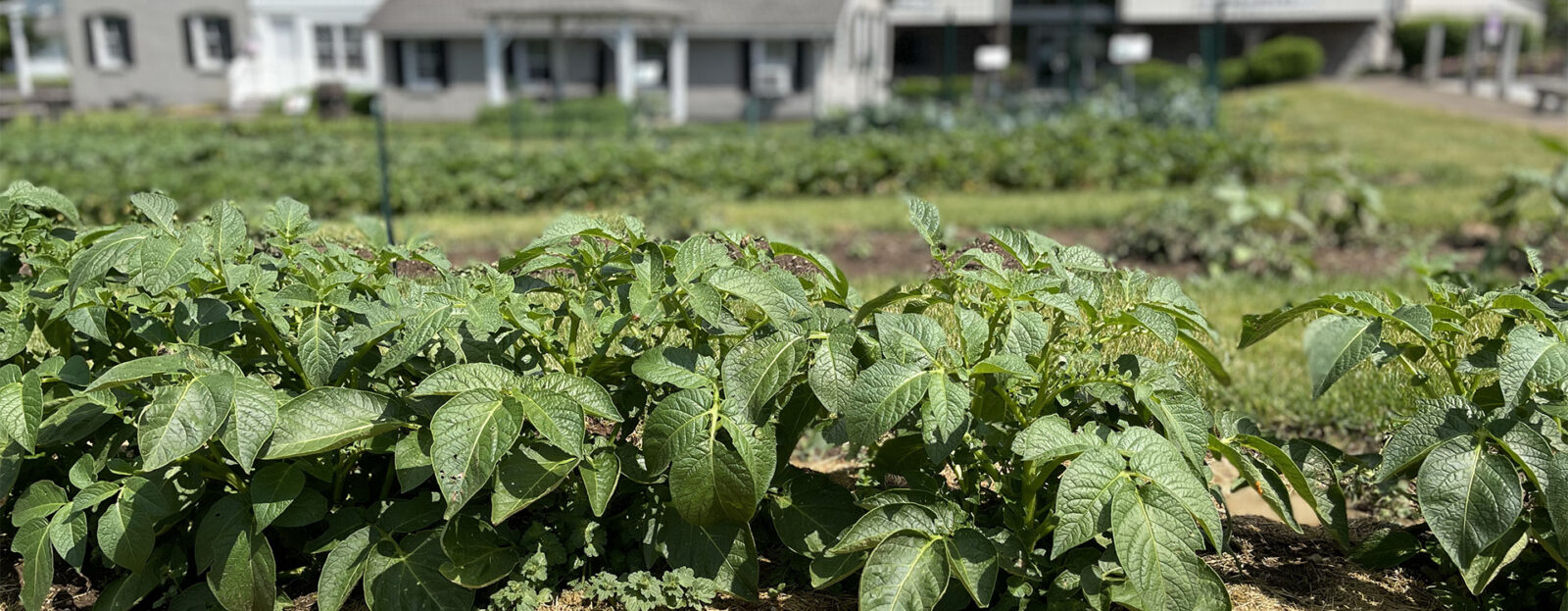 closeup of the garden at AmishView Inn & Suites