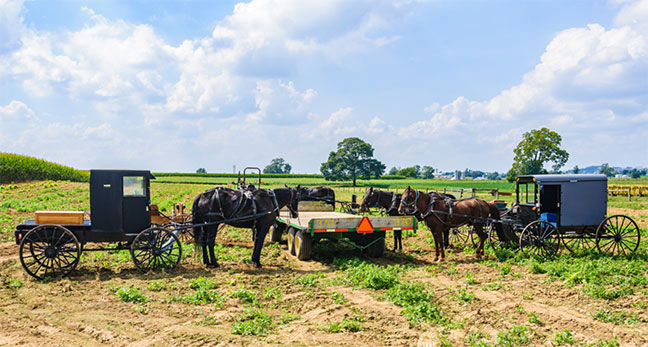 Amish buggies in a field around a cart