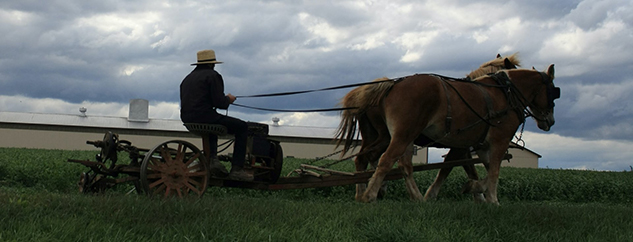 Amish man plowing his field in Lancaster County