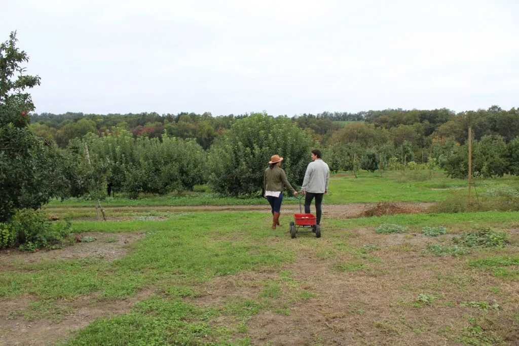 Strawberry & Cherry Picking in Lancaster County AmishView