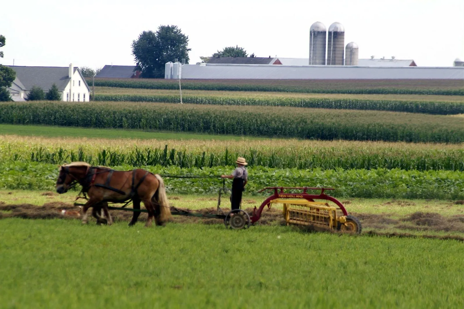 Amish Boy Plowing in Lancaster County