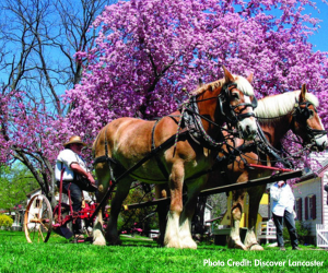 Draft horses at Landis Valley Village & Farm Museum- Lancaster County