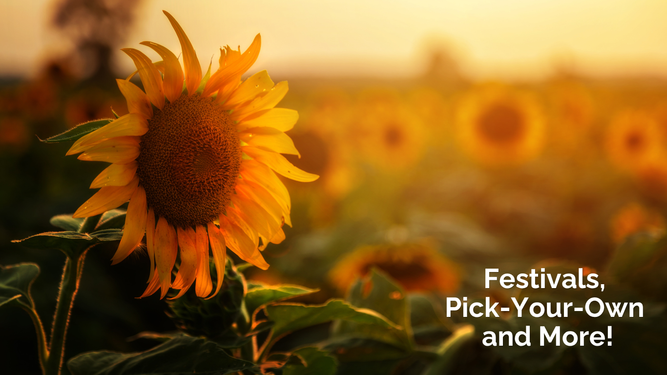 Sunflower Festivals and Fields